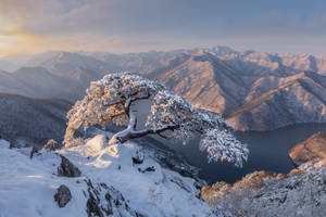 South Korea Snow Wallpaper