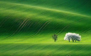 South Moravia Green Hill Wallpaper