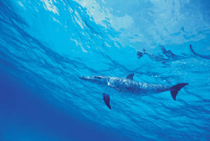 Sparkling Sea Dolphin Wallpaper