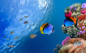 Species Of Aquatic Fishes Wallpaper