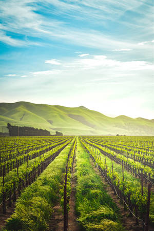 Spectacular Agricultural Heartland California Farm Wallpaper