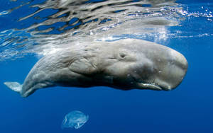 Sperm Whale Underwater Wallpaper