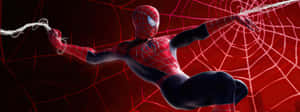 Spider Man Into The Spider Web Wallpaper Wallpaper