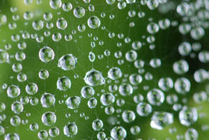 Spiderweb Water Droplet Wallpaper