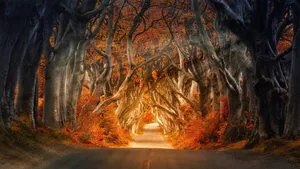 Splendid Colours Of The Fall Wallpaper