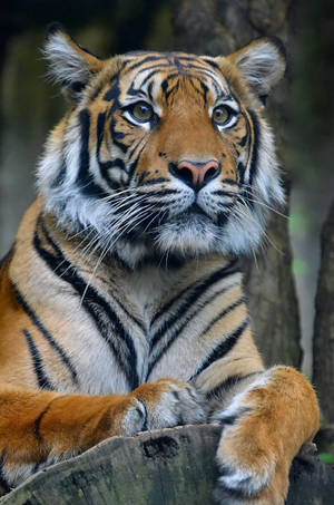 Splendid Siberian Tiger Hd Wallpaper