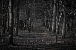 Spooky Empty Forest Desktop Wallpaper