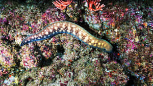 Spotted Moray Eel Coral Reef Wallpaper