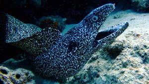 Spotted Moray Eel Fish With Mouth Wide Open Wallpaper