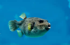 Spotted Pufferfish Swimming Blue Water Wallpaper