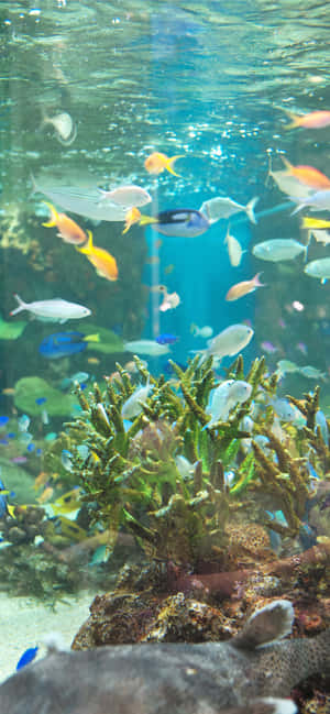 Spread The Holiday Cheer With An Aquarium Themed Iphone! Wallpaper