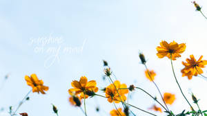 Spring Aesthetic Quotes Wallpaper