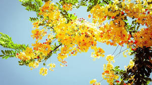 Spring Aesthetic Yellow Sunny Wallpaper