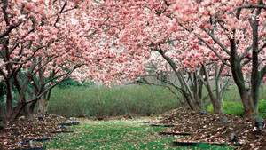 Spring Desktop Cherry Blossom Trees Wallpaper