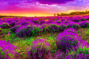 Spring Desktop Lavender Flower Field Wallpaper