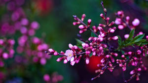 Spring Desktop Pink Buds Flower Wallpaper