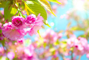 Spring Desktop Sakura Flower Under The Sun Wallpaper