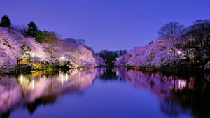 Spring Desktop Sakura Tree In Lake Wallpaper