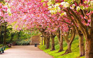 Spring Desktop Sakura Trees Park Wallpaper