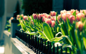 Spring Desktop Tulip Flower Behind Fence Wallpaper