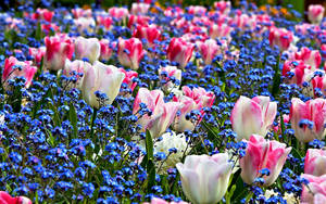 Spring Desktop Tulip Flowers Wallpaper