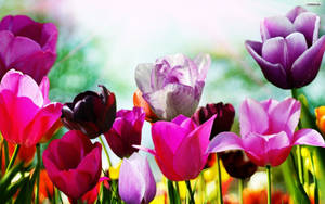Spring Desktop Tulip Painting Wallpaper