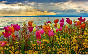 Spring Desktop Tulips In The Sea Wallpaper