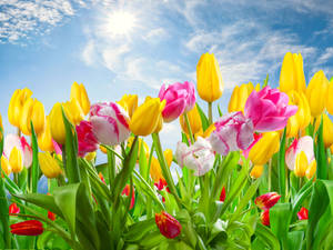 Spring Desktop Variety Tulip Wallpaper