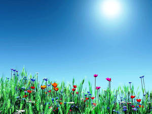 Spring Desktop Various Flowers Wallpaper