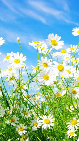 Spring Flower Chamomile Iphone Wallpaper