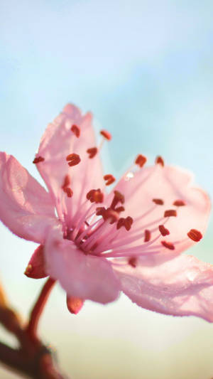 Spring Flower Cherry Blossom Close Up Iphone Wallpaper