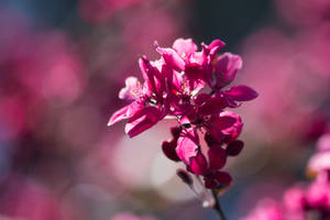 Spring Flower In Tilt Shift Lens Wallpaper