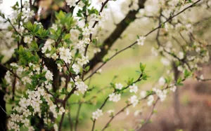 Spring Flowering Trees Wallpaper
