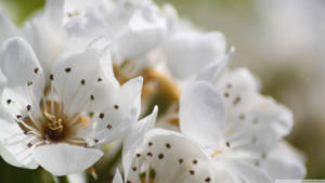 Spring Flowers Close-up Photography Wallpaper