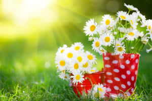Spring Flowers Desktop Daisies Wallpaper
