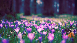 Spring Flowers In The Forest Wallpaper
