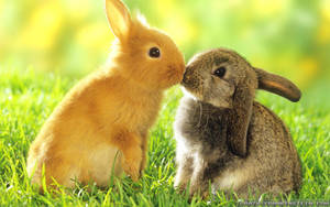 Spring Kissing Bunnies Wallpaper