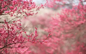 Spring Season Cute Pink Flower Blooms Wallpaper