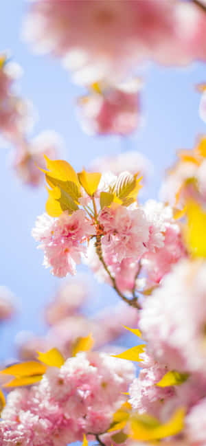 Springtime Advantage With Nature's Beauty - Pink Cherry Blossoms Wallpaper