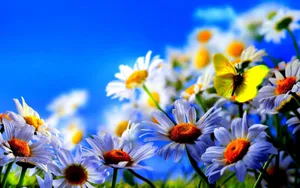 Springtime Daisiesand Butterfly Wallpaper