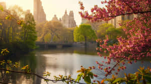 Springtime_in_ Central_ Park Wallpaper