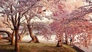 Springtime In Japan: Sakura Blossom Wallpaper