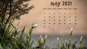 Sprouting Tulips May Calendar 2021 Wallpaper