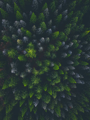 Spruce Dark Forest Aerial Wallpaper