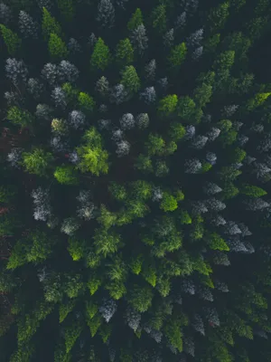 Forest Wallpaper 4K, Cold, Road, Aerial view