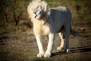 Squinting White Lion Wallpaper