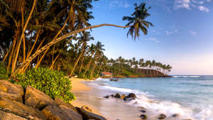 Sri Lanka Mirissa Beach Palms Wallpaper
