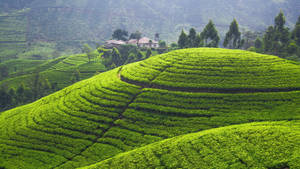 Sri Lanka Tea Plantation Hills Wallpaper