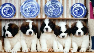 St. Bernard Puppies Wallpaper