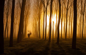 Stag In A Golden Forest Wallpaper
